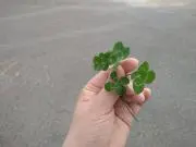 こずえもん