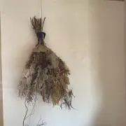 しろの画像