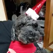 廃盤BILLY VAN スカジャン 42サイズ 猫刺繍 - メルカリ