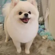 にゃこの画像