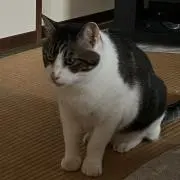 ゆゆの画像