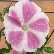 あずき屋