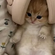にゅん   〜断捨離中〜の画像