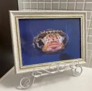 sの画像