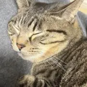 m a a 。の画像