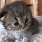 みかん