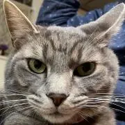 ねこの画像