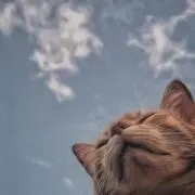 しのみや