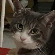 アオピーの画像