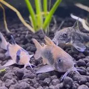 sakuの画像