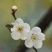 モトロの画像