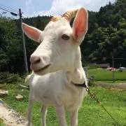 ヤギのめ〜すけ。