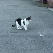 ぷにねこの画像