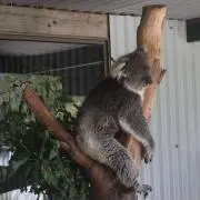 しょじかりすとの画像