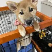SLマン 必ずプロフィールを見てくださいの画像