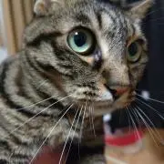 アメフラシの画像