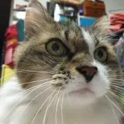ぽんちゃん13の画像