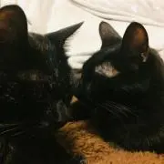 ぶらなあ