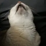 春風の画像