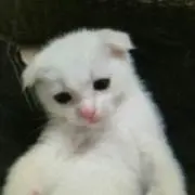 桃太郎