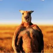 ろじゃー