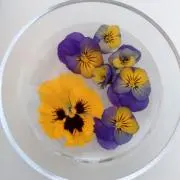 cobi0013の画像