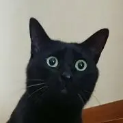 さっこ