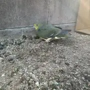 はと