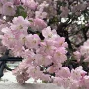 ayaの画像