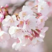 コズエ
