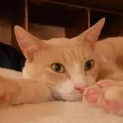 なっこの画像