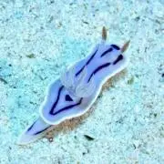杠葉の画像