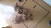 かんちぃ