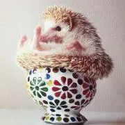 まの画像
