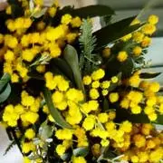 mimozaの画像