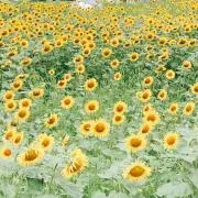 ゆり、まとめ買い値引きの画像
