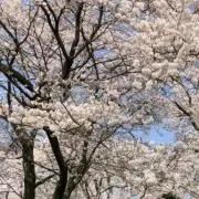 スナフキン