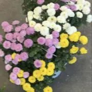 shopshopの画像