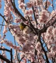 慧の画像