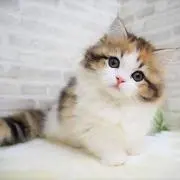 ぴんくの画像
