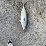 フグちゃん