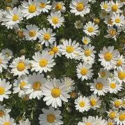 いちご大福の画像