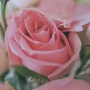 yumiの画像