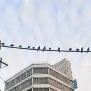 ぱるの画像