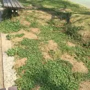 芝生の画像