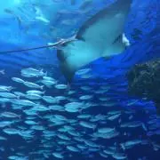 ナナの画像