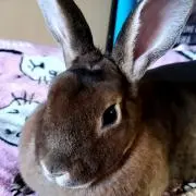 いさの画像