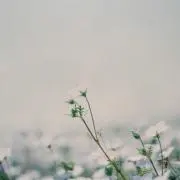 さち