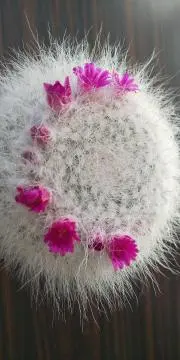 みるく