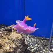 ママン